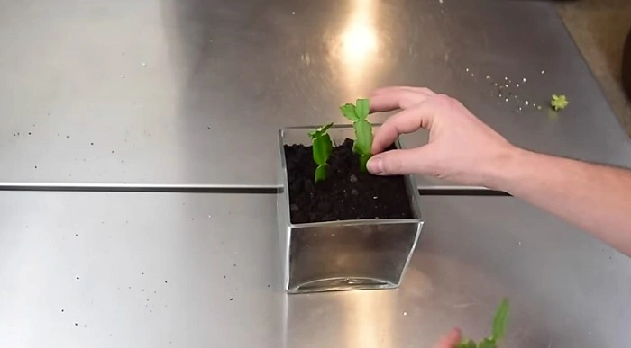 image of propagating new plants from discarded leaves of christmas cactus