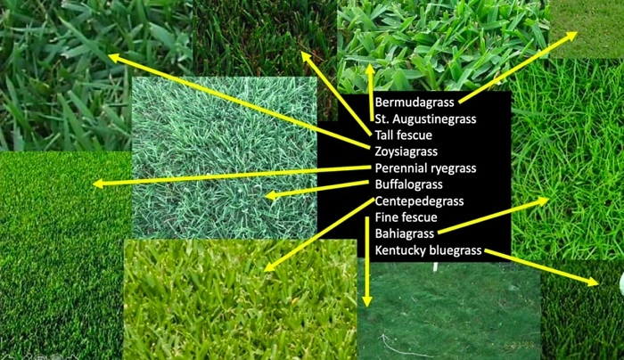 image of different types of grass