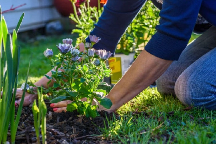 image of flower beds in spring