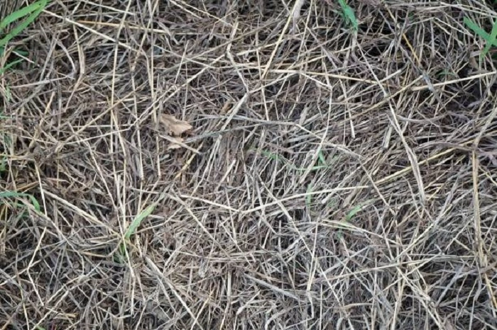 image of straw mulch