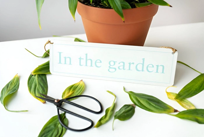 image of discarded leaves of peace lily