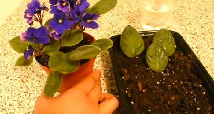 image of propagating African Violets