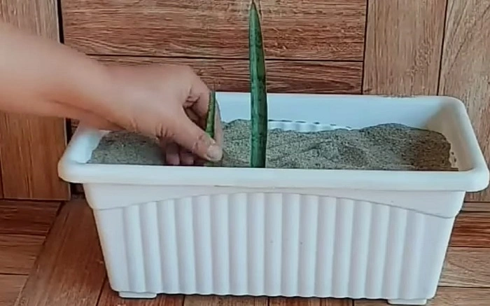 image of snake plant propagation