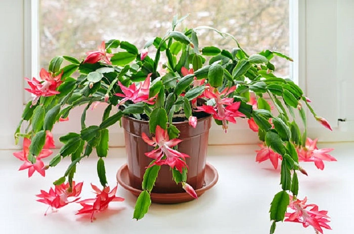 image of a christmas cactus on its blooming period