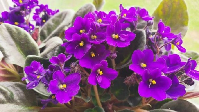 image of African Violet plant overcrowded with flowers