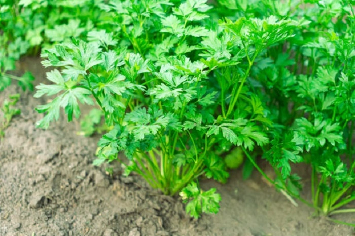 image of parsley plant in its growing season