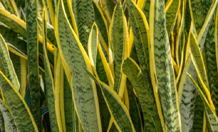 image of snake plant during its growth season