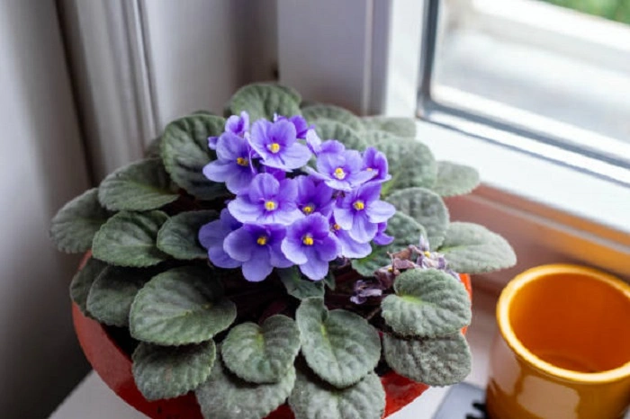 image of fully gown African Violet