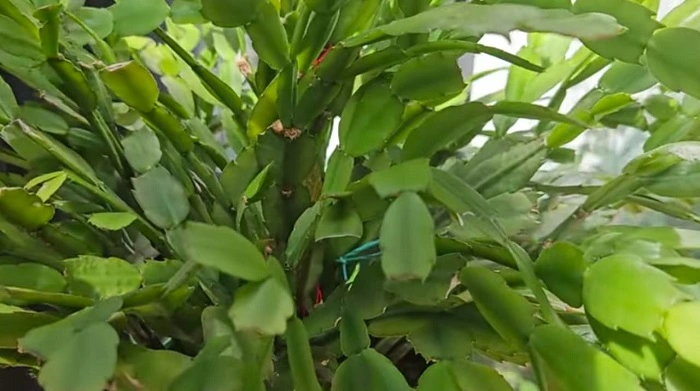 Image of a fully spreaded christmas cactus that needs pruning