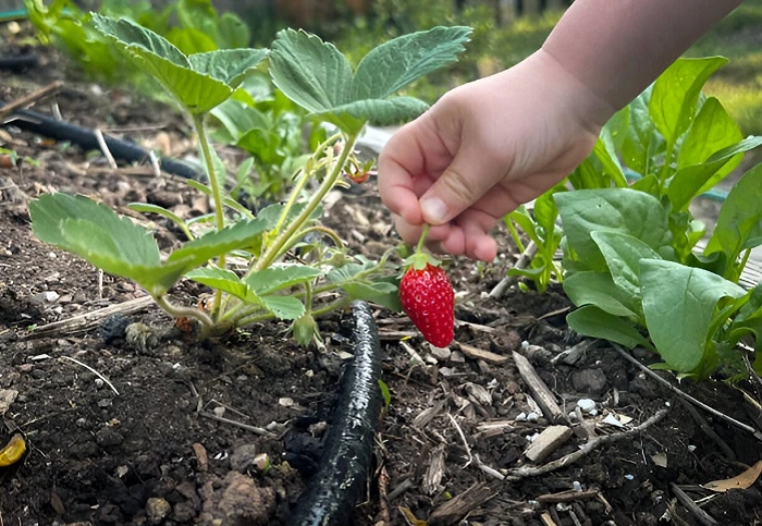 image of water drip tube for watering the strawberry plant