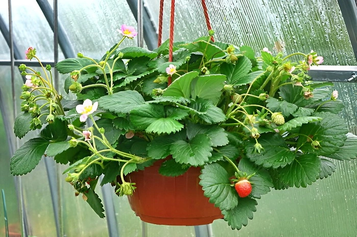 image of strawberry plant in its flowering stage