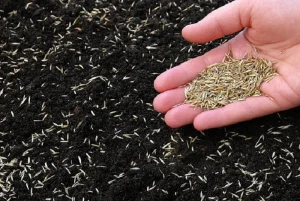 image of grass seeds