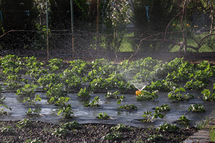 image of watering strawberry plants with water sprinklers