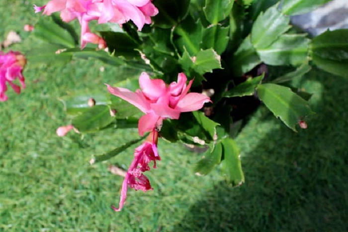 image of christmas cactus in sunlight