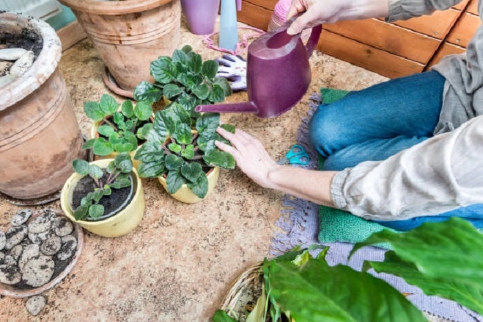 image of watering African Violets