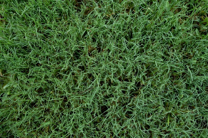 image of bermudagrass