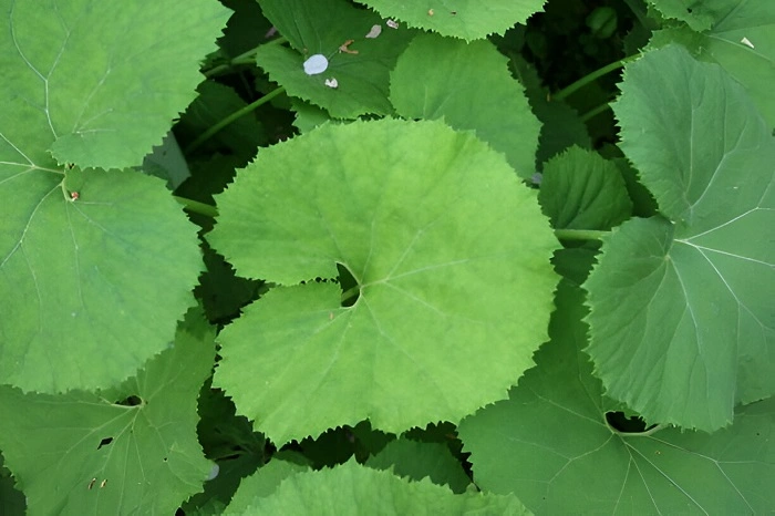 image of bog rhubarb