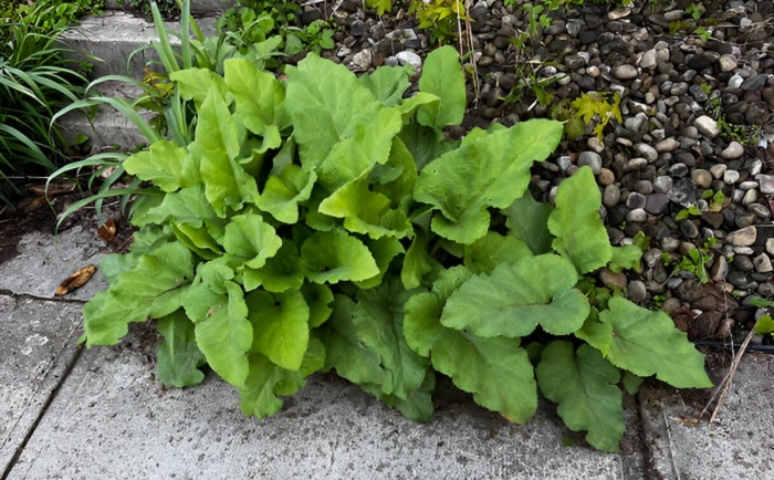 image of burdock weed that look like rhubarb