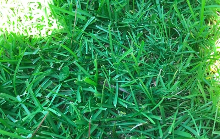 image of centipede grass
