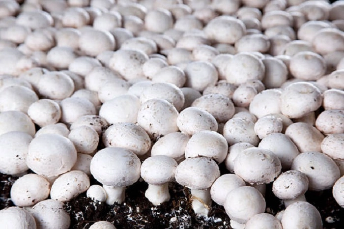 image of collecting mature portobello mushroom