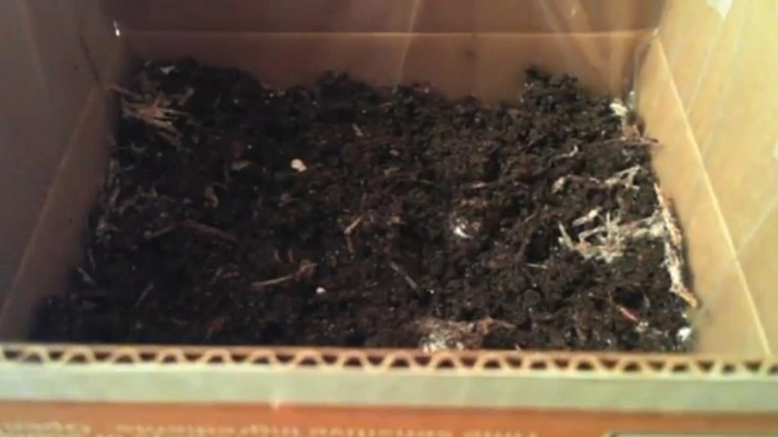 image of covering mushroom spores with peat moss