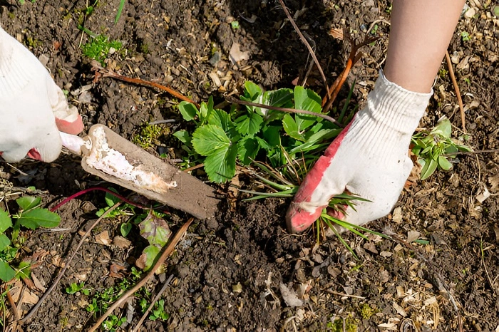 image of digging weeds from roots