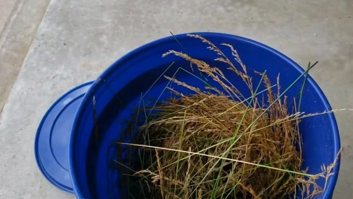 image of dried grass