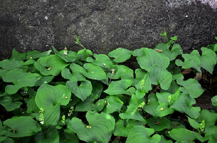 image of false lily of the valley weeds