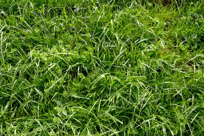 image of fescue grass