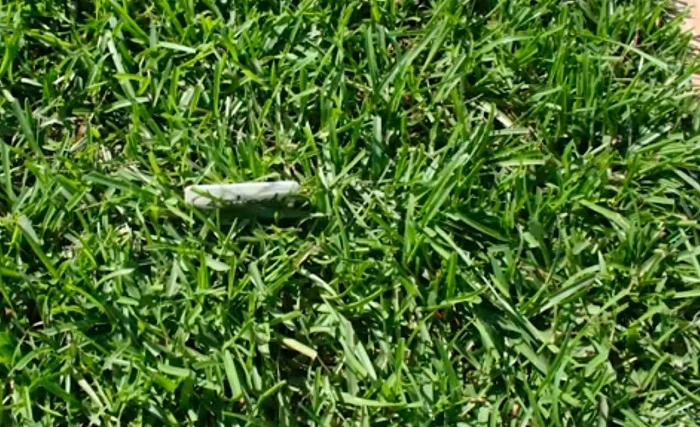 How Long For Centipede Grass To Spread