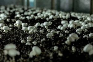 image of growing portobello mushrooms at home