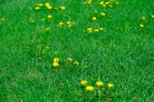 image of a large area of weeds in a lawn