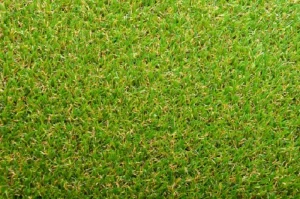 image of thick bermuda grass
