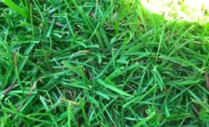 image of thick Centipede grass