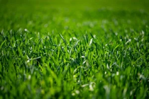 image of thicker st augustine grass