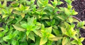 image of the yellow hydrangea leaves