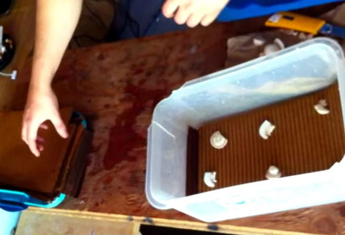 image of adding mushroom spores in the substrate