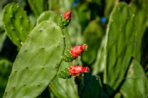image of a cactus plant