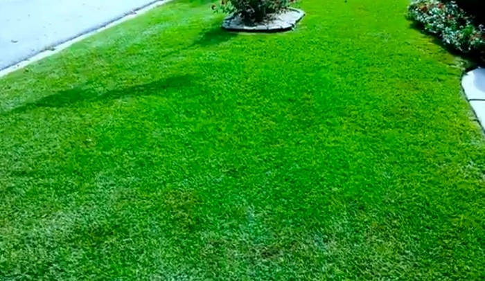 image of a Centipede grass in warm climate area