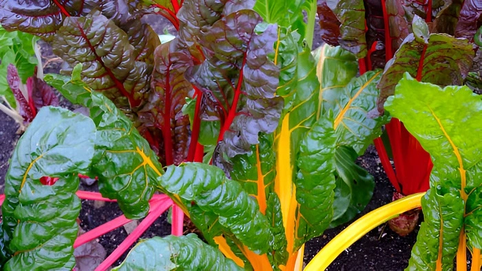 image of swiss chard weed that look like rhubarb