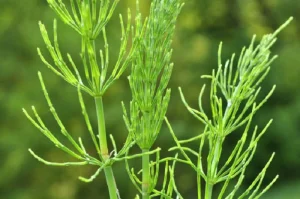 image of horsetail weed