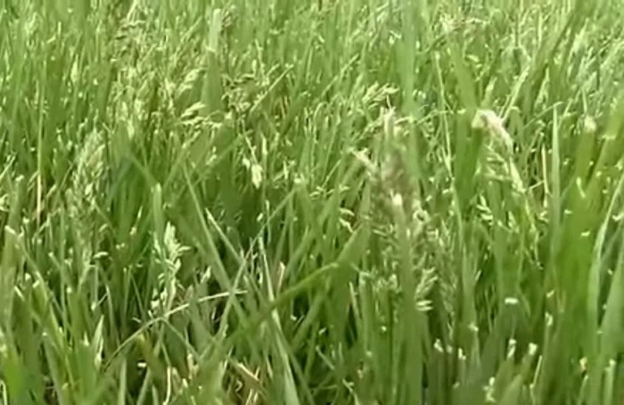 image of grass with grass seeds on heads