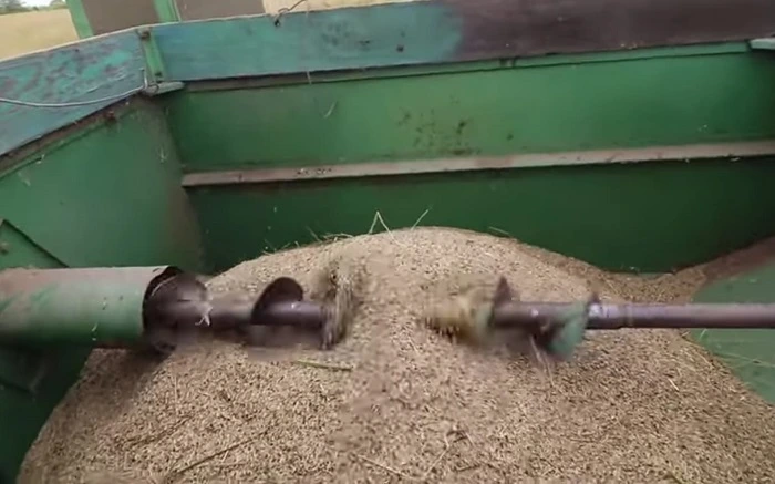 image of harvesting grass seeds from grass in a farm