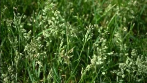 image of garss seeds on seed heads of grass plants