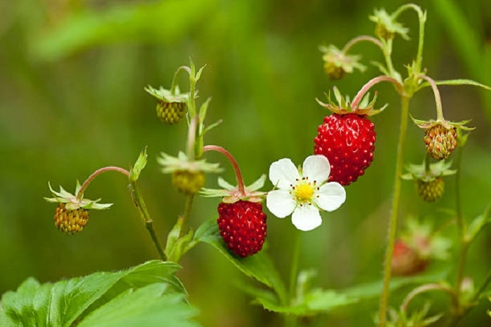 image of wood starwberry weeds that look like starwberry