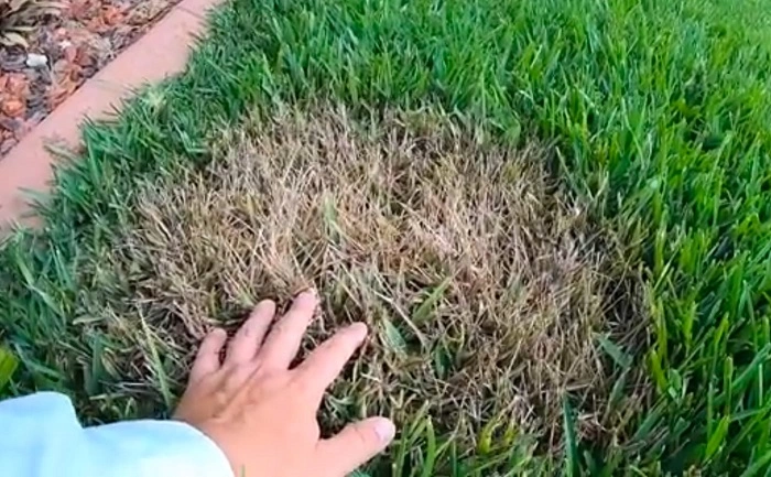 image of dead lawn grass
