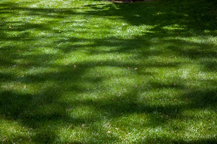 image of lawn grass with shade