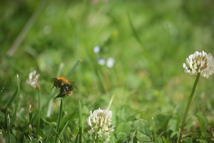 image of pollinators on long garden grass