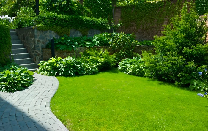 image of a centipede grass lawn in scorching heat