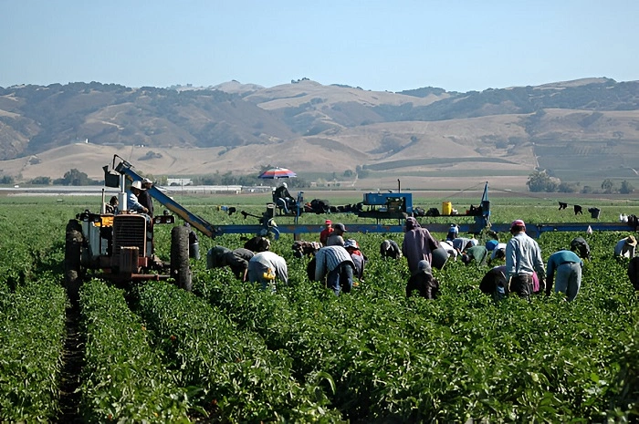 image of labors working in fields